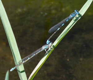 Pair (in tandem) of Mediterranean Bluet - Coenagrion caerulescens © John Muddeman